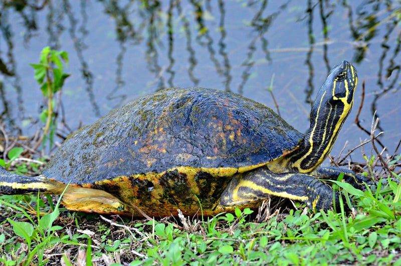 Everglades Wilderness Waterway