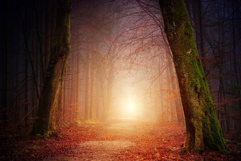 Forest Retreat